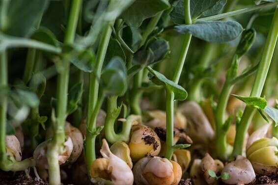צובטים את נפה. הנבטים של אודי גרוס // צילום: איתיאל ציון